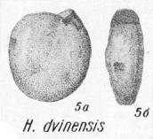 Hemigordius dvinensis K. Miklukho-Maklay, 1968 Hemigordius dvinensis K. Miklukho-Maklay, 1968