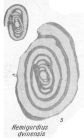 Hemigordius dvinensis K. Miklukho-Maklay, 1968