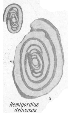 Hemigordius dvinensis K. Miklukho-Maklay, 1968 Hemigordius dvinensis K. Miklukho-Maklay, 1968