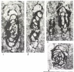 Hemigordius giganteus Bérczi-Makk, Csontos & Pelikán, 1995
