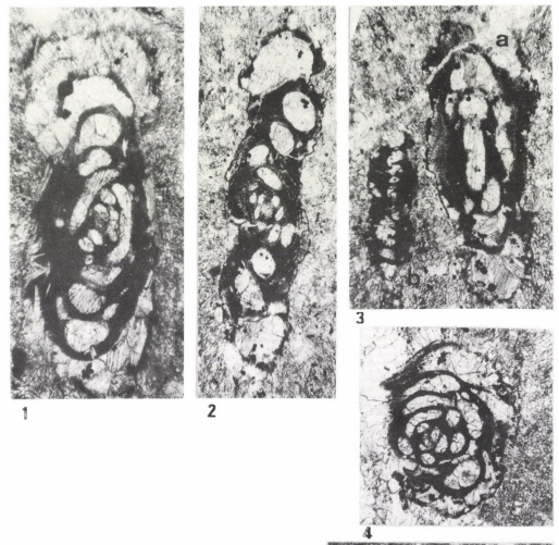 Hemigordius giganteus Bérczi-Makk, Csontos & Pelikán, 1995