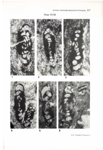 Hemigordius giganteus Bérczi-Makk, Csontos & Pelikán, 1995