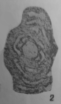 Hemigordius glomospiroides Sosipatrova, 1969 Hemigordius glomospiroides Sosipatrova, 1969