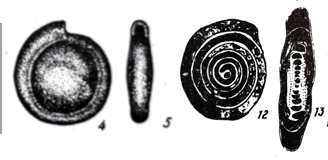 Hemigordius grozdilovi Igonin, 1967 Hemigordius grozdilovi Igonin, 1967