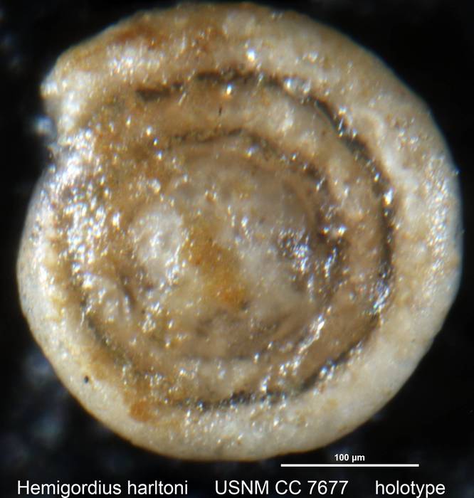 Hemigordius harltoni Cushman & Waters, 1928 Hemigordius harltoni Cushman & Waters, 1928