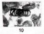 Hemigordius harltoni var. germanica Liebus, 1932 Hemigordius harltoni var. germanica Liebus, 1932