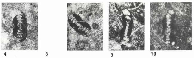 Hemigordius hungaricus Bérczi-Makk, Csontos & Pelikán, 1995
