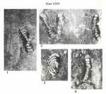 Chromista - Foraminifera (foraminifers)