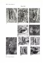 Hemigordius hungaricus Bérczi-Makk, Csontos & Pelikán, 1995