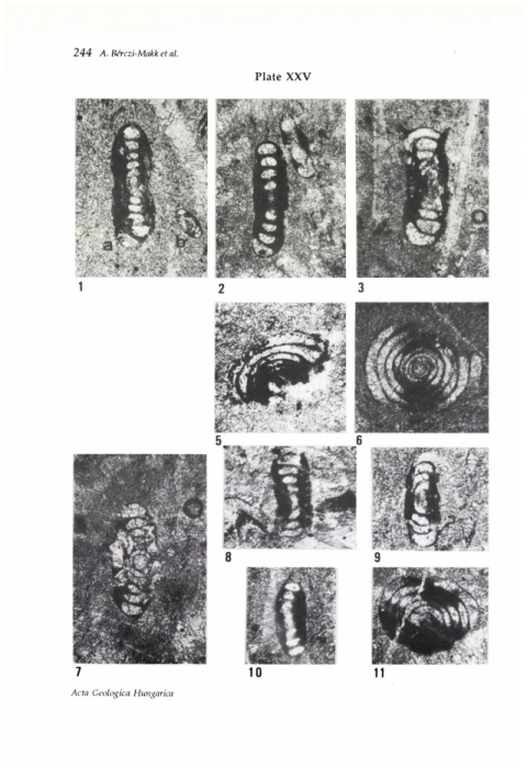 Hemigordius hungaricus Bérczi-Makk, Csontos & Pelikán, 1995