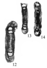 Hemigordius komiricensis Nestell, Sudar, Jovanović & Kolar-Jurkovšek, 2009