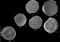 Hemigordius komiricensis Nestell, Sudar, Jovanović & Kolar-Jurkovšek, 2009