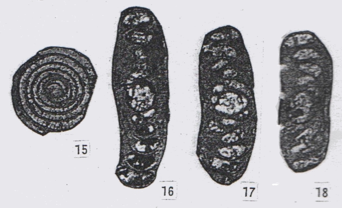 Hemigordius latispiralis Lin, Li & Sun, 1990