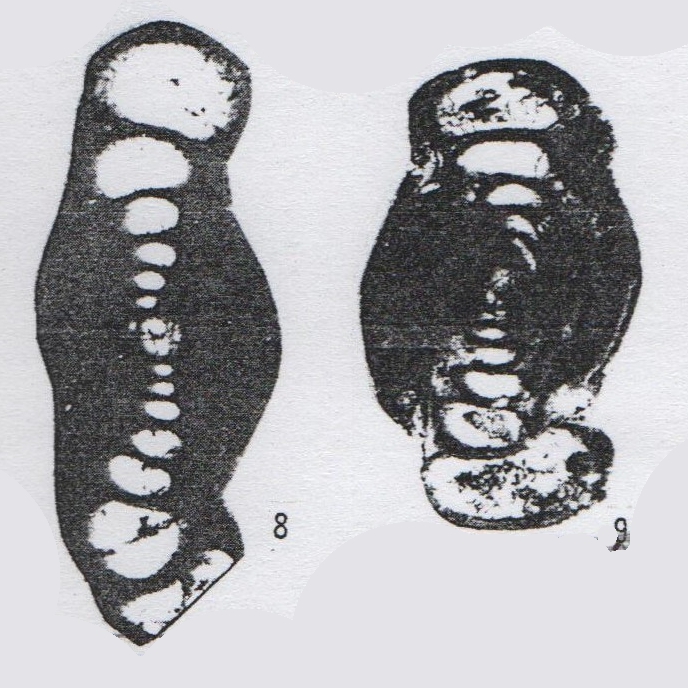 Hemigordius paraoliviformis Lin, Li & Sun, 1990