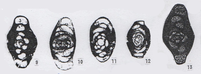 Hemigordius parvus Lin, Li & Sun, 1990 Hemigordius parvus Lin, Li & Sun, 1990