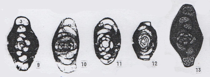 Hemigordius parvus Lin, Li & Sun, 1990