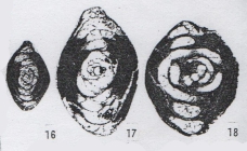 Hemigordius qinglongensis subsp. forma Lin, Li & Sun, 1990