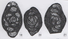 Hemigordius qinglongensis subsp. laxa Lin, Li & Sun, 1990