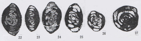 Hemigordius qinglongensis subsp. minima Lin, Li & Sun, 1990