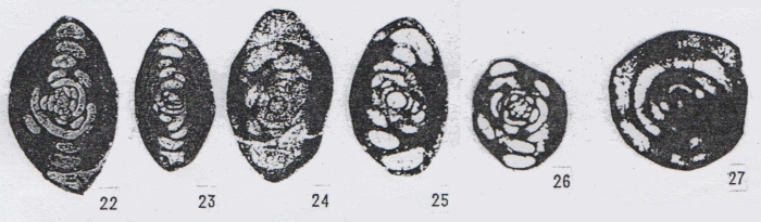 Hemigordius qinglongensis subsp. minima Lin, Li & Sun, 1990 Hemigordius qinglongensis subsp. minima Lin, Li & Sun, 1990