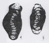 Hemigordius sigmoidalis Wang, 1982