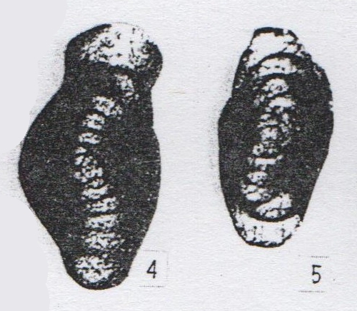 Hemigordius sigmoidalis Wang, 1982