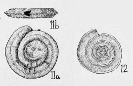 Hemigordius liratus Cushman & Waters, 1928