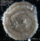 Hemigordius liratus Cushman & Waters, 1928