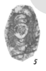 Hemigordius longus subsp. kungurensis Zolotova, 1980
