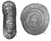 Hemigordius magnus Rauzer-Chernousova in Akopian et al., 1974