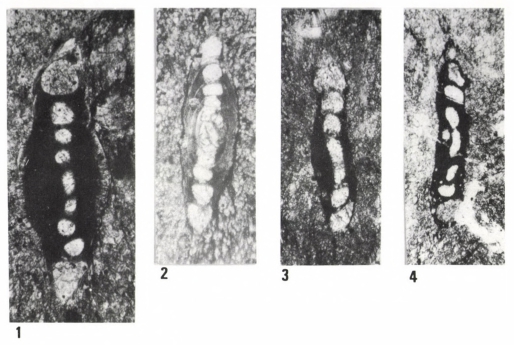 Hemigordius malyinkai Bérczi-Makk, Csontos & Pelikán, 1995