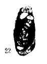 Hemigordius minima Zhu, 1989