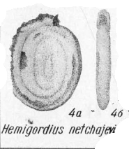 Hemigordius netchajevi K. Miklukho-Maklay, 1968 Hemigordius netchajevi K. Miklukho-Maklay, 1968