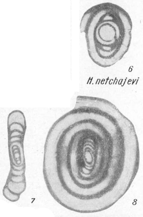 Hemigordius netchajevi K. Miklukho-Maklay, 1968 Hemigordius netchajevi K. Miklukho-Maklay, 1968