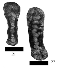 Hemigordius pamiricus Filimonova, 2010 Hemigordius pamiricus Filimonova, 2010