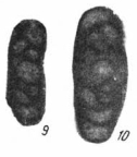 Hemigordius paracompressus Zolotova, 1982