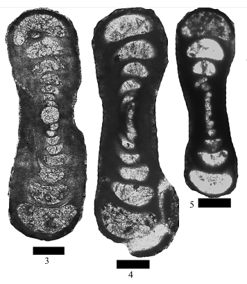 Hemigordius permicus subsp. beitepicus Filimonova, 2010 Hemigordius permicus subsp. beitepicus Filimonova, 2010