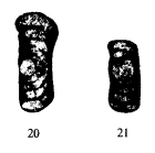 Hemigordius planispiralis Zheng, 1987