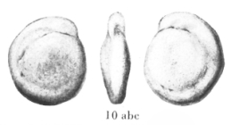 Hemigordius pribyli Vašíček & Růžička, 1957