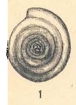 Hemigordius regularis Plummer, 1930