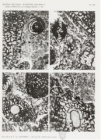 Hemigordius reicheli Lys & Lapparent, 1971