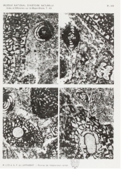 Hemigordius reicheli Lys & Lapparent, 1971 Hemigordius reicheli Lys & Lapparent, 1971