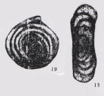Hemigordius rotundus Wang, 1982