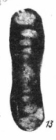 Hemigordius saranensis Baryshnikov, 1982