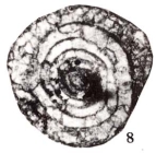 Hemigordius sichuanensis Zhu, 1989