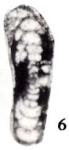 Hemigordius sichuanensis Zhu, 1989
