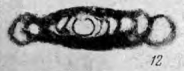 Hemigordius simplex Reitlinger, 1950