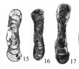 Hemigordius smiljkae Nestell, Sudar, Jovanović & Kolar-Jurkovšek, 2009