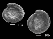 Hemigordius smiljkae Nestell, Sudar, Jovanović & Kolar-Jurkovšek, 2009