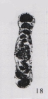 Hemigordius spirollinoformis Wang, 1982